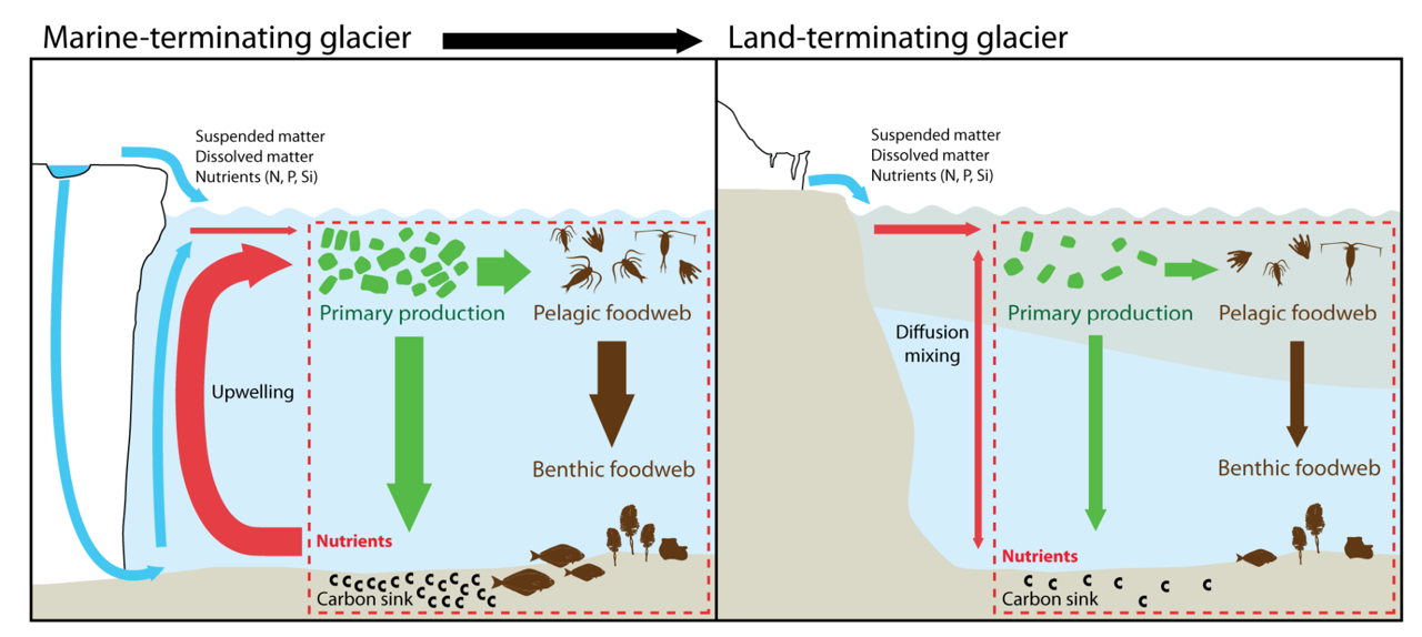 Schematic diagram of material transport, biogeochemical processes and food web by the present marine terminating glaciers (left) and land terminating glaciers (right).
